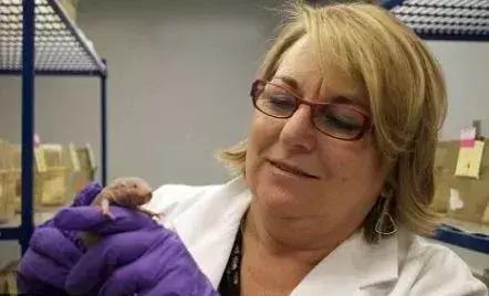 裸鼹鼠不衰老为什么会死,裸鼹鼠一生不得病吗