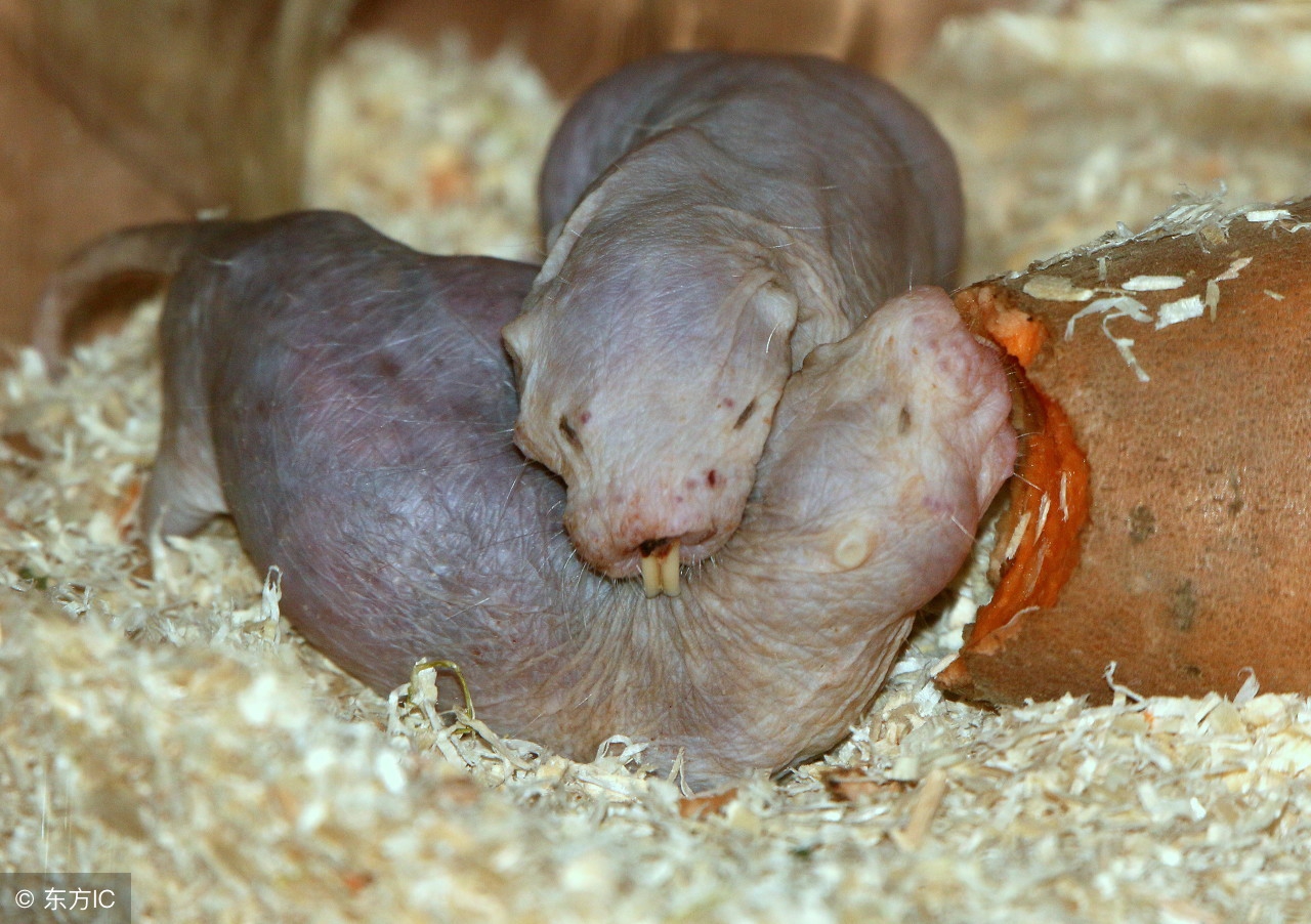 自愈能力最强的哺乳动物,唯一不会得癌症的哺乳动物