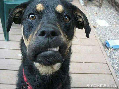 狗狗龇牙咧嘴咬人行为纠正方法,如何纠正狗狗龇牙咧嘴