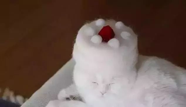 猫头秃了一块毛是怎么回事,为什么猫一直掉毛还不秃