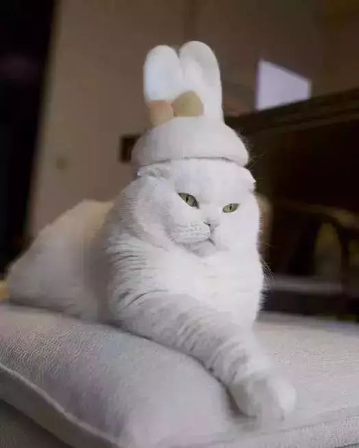 猫头秃了一块毛是怎么回事,为什么猫一直掉毛还不秃