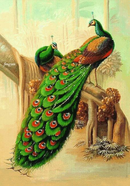美丽的孔雀和凤凰吉祥的象征,孔雀和凤凰的寓意及象征