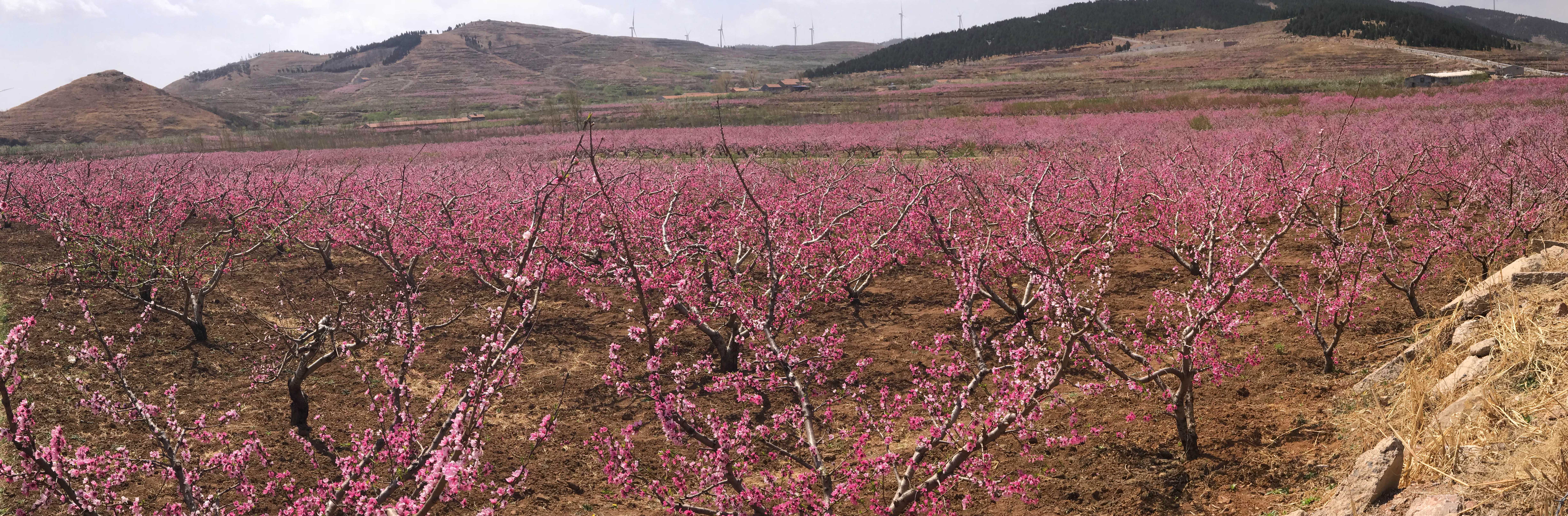 安丘举办盛大桃花节，景色迷人活动丰富多彩