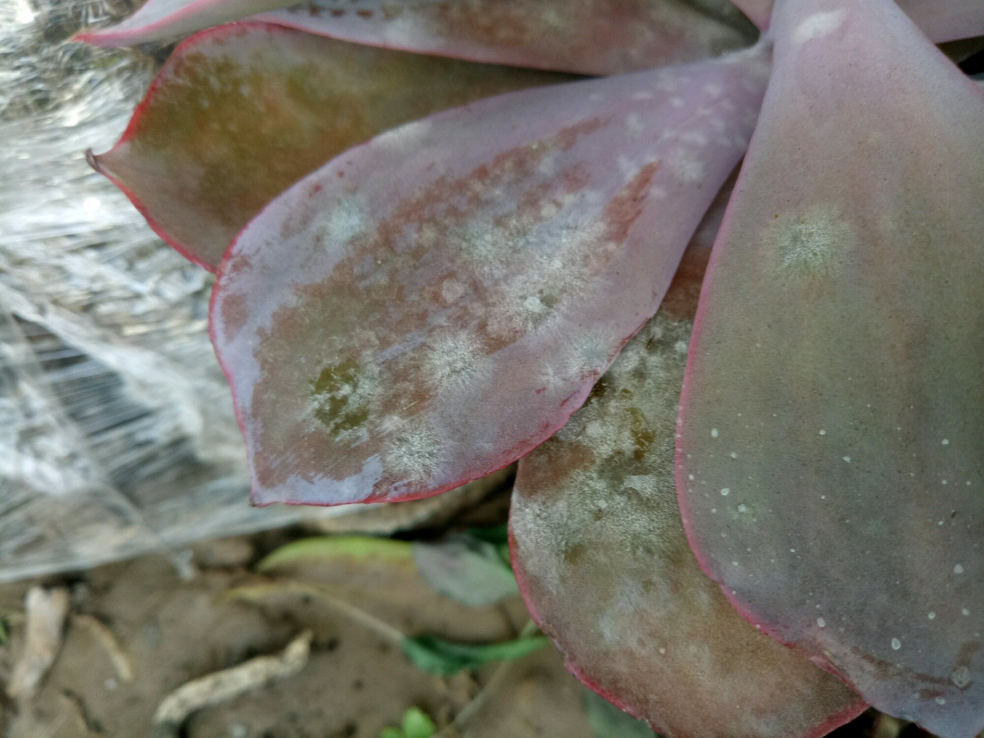 多肉白粉病最好的治疗方法,多肉白腐病怎么治