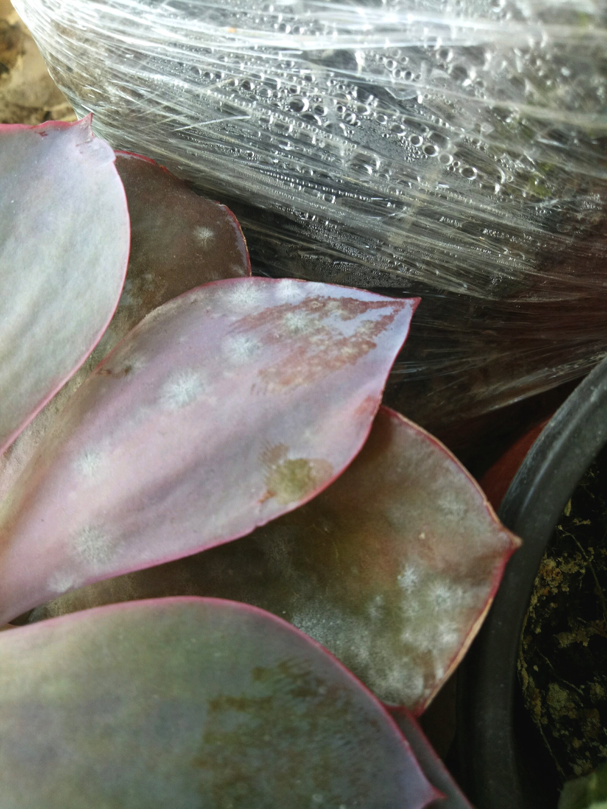 多肉白粉病最好的治疗方法,多肉白腐病怎么治