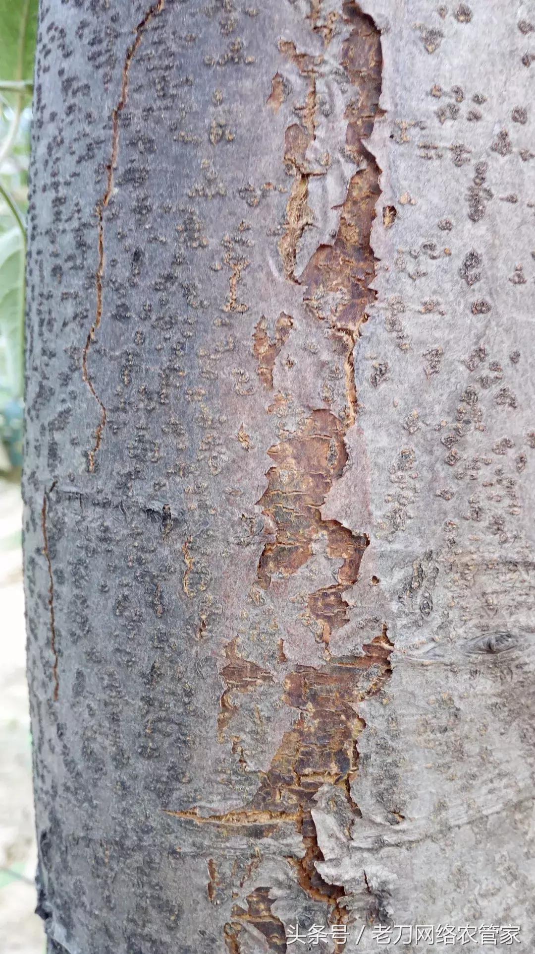 苹果树干腐病怎么治疗,苹果树干腐病是怎样的