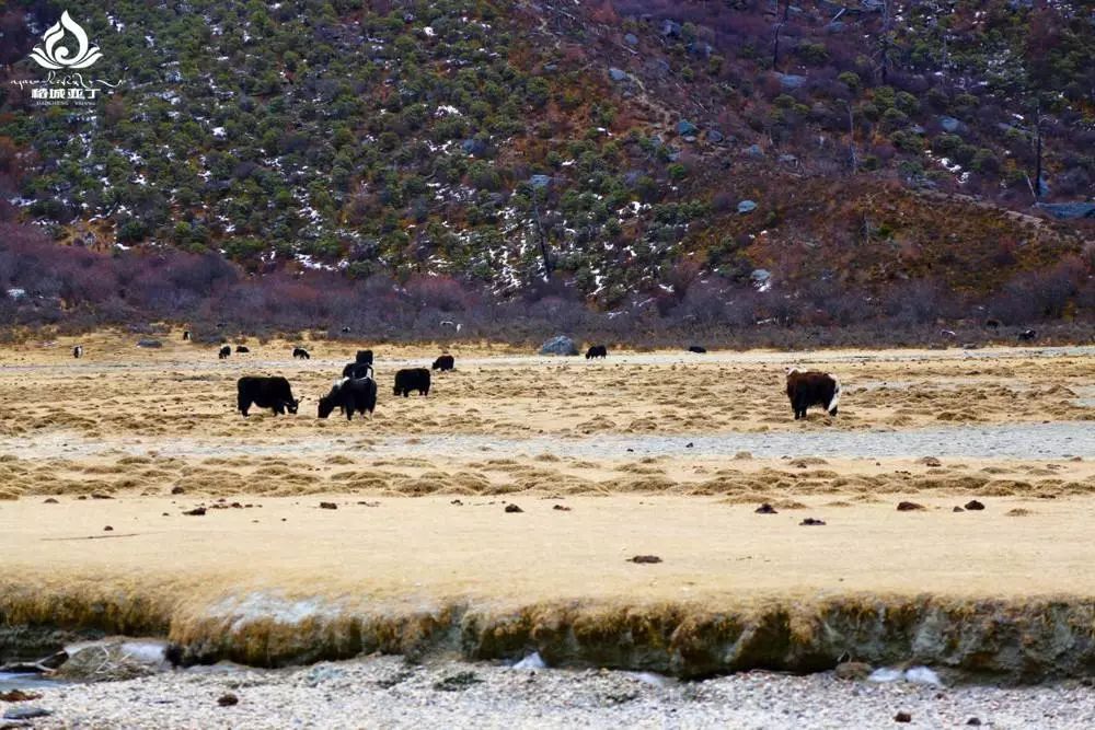 四月末去稻城亚丁怎么样,四月去了心心念念的稻城