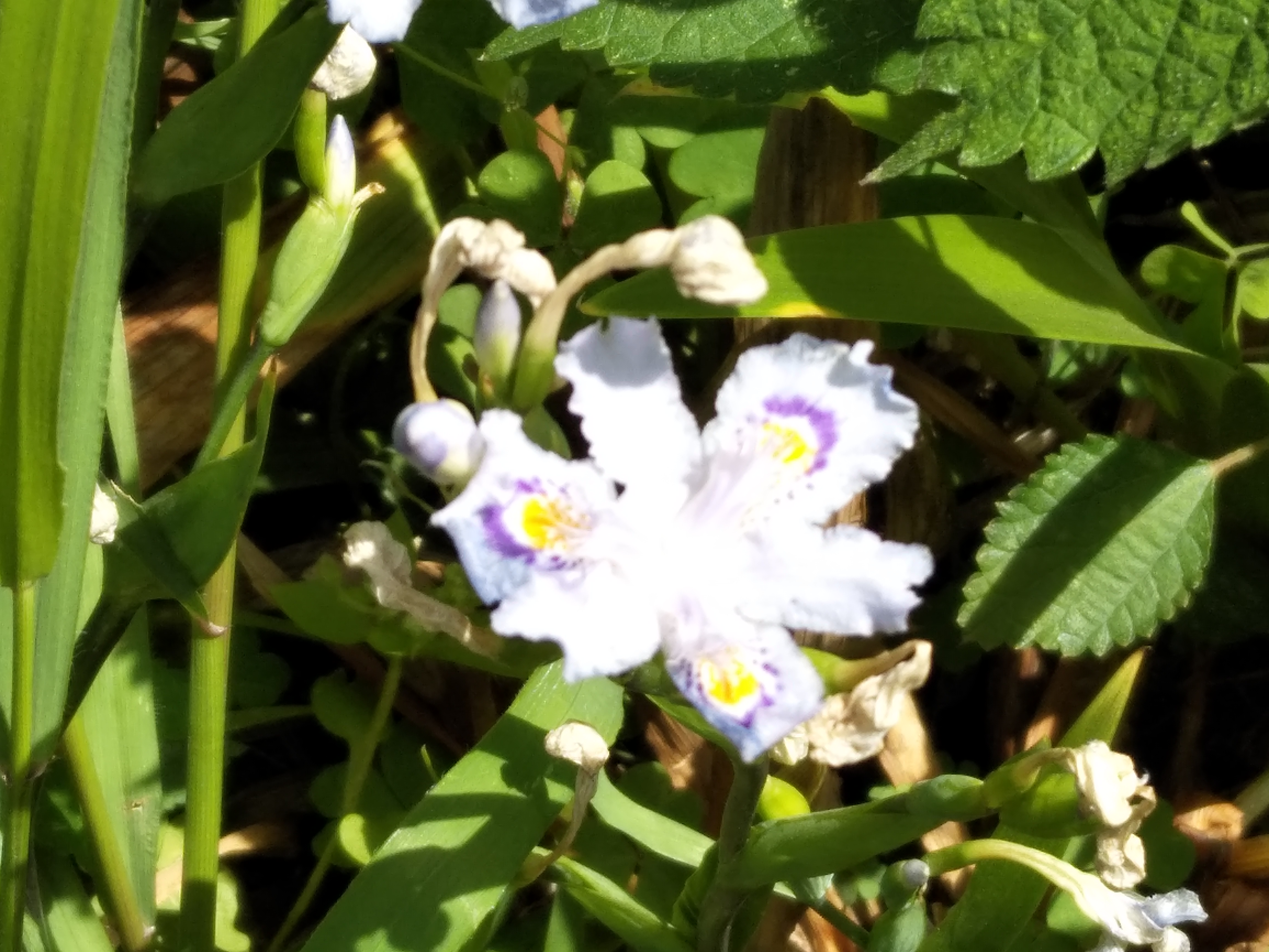 觅芳踪——中南财经政法大学首义校区四月观花指南