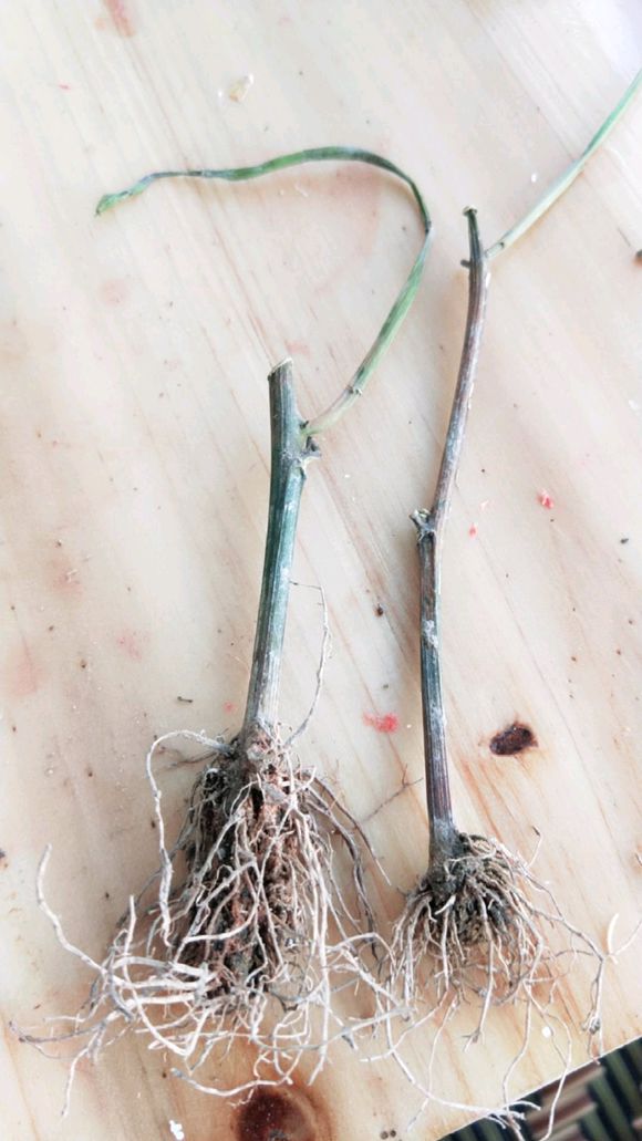 百香果病毒病的症状图片,百香果病毒病图谱及防治