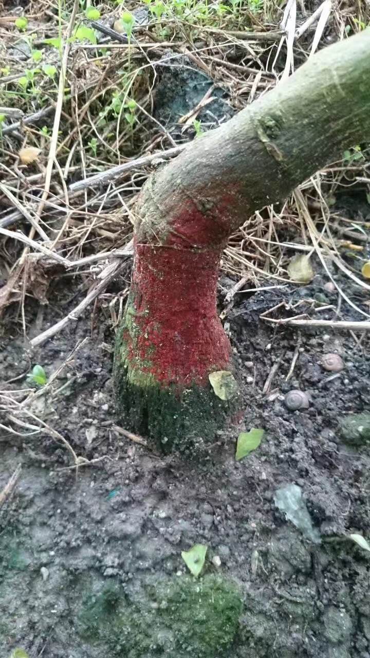 百香果病毒病的症状图片,百香果病毒病图谱及防治