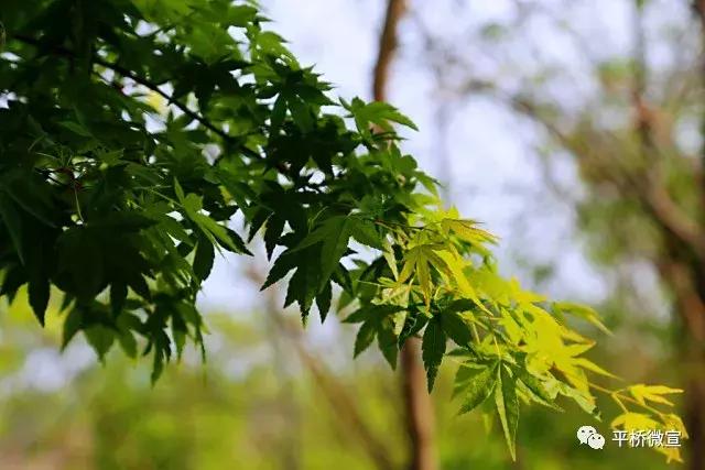 平桥美丽乡村,平桥区漂亮乡村