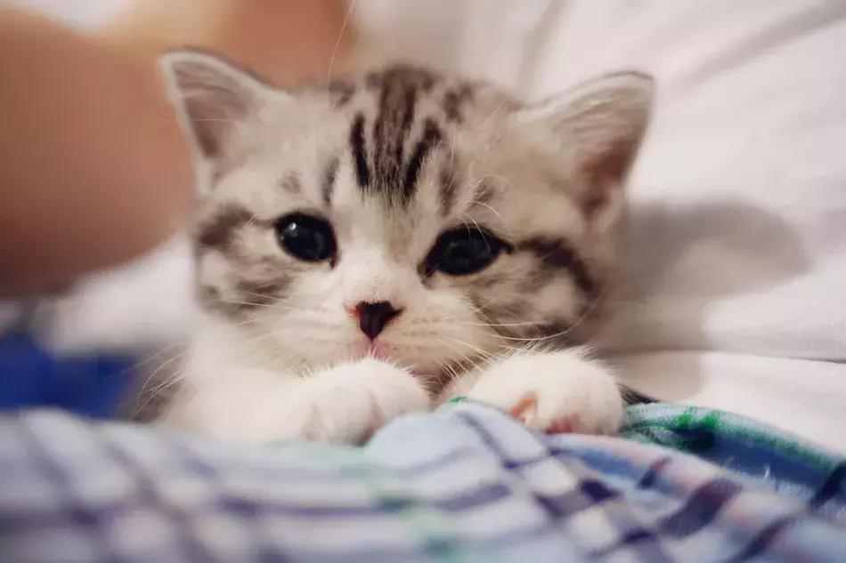 养猫人需要什么,养猫人需要学习的书籍