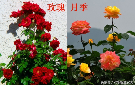 花卉市场买盆栽避坑,购买盆栽注意什么细节