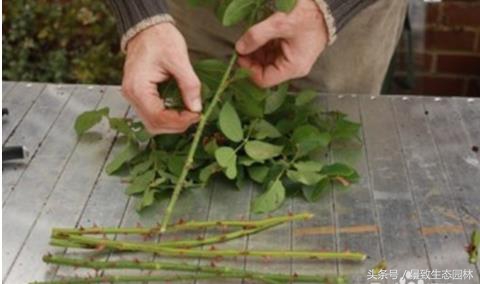 苗木花卉快繁育苗技术合作,最全苗木花卉快速育苗繁殖技术
