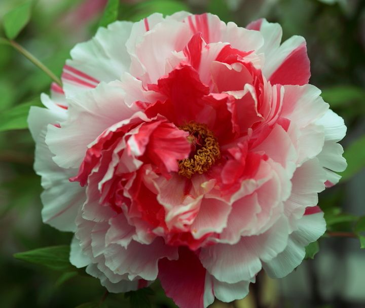 牡丹花的寓意与花语是什么呢,牡丹花的花语和寓意和象征是什么