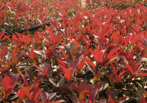 家里院子可以栽红叶石楠盆景吗,红叶石楠苗木庭院怎么种植