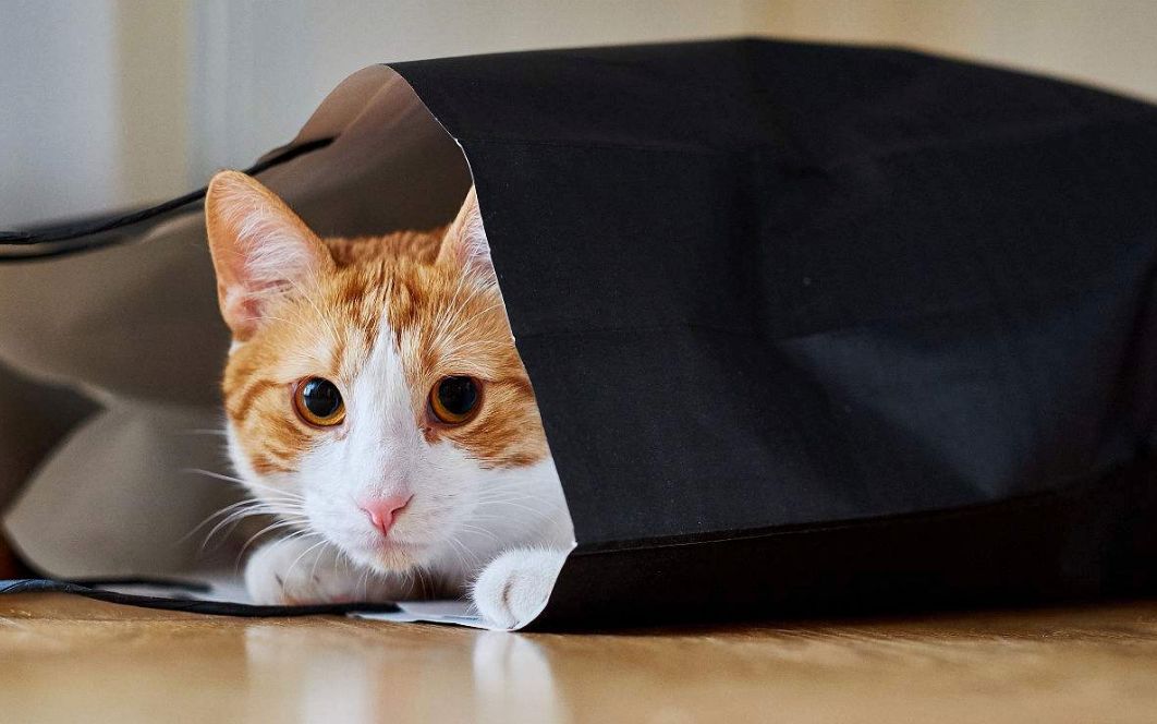 猫咪睡觉的地方应该在哪,猫咪在房间里躲起来怎么都找不到