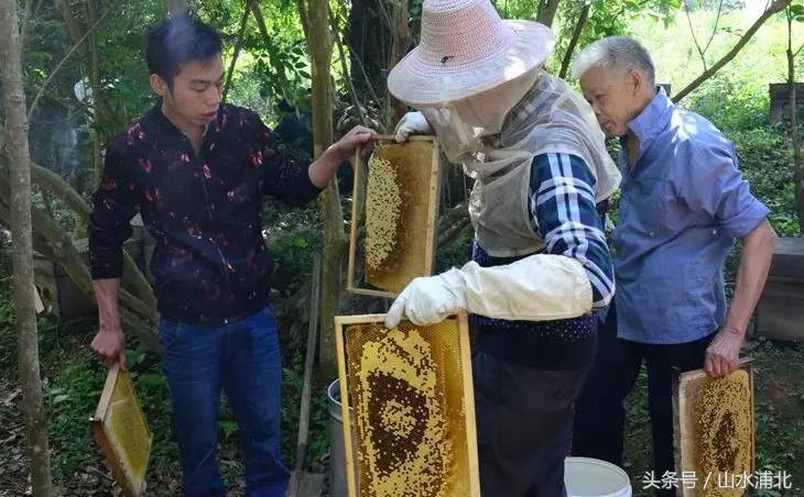 养蜂蜂蜜多少钱一斤,横县蜜蜂出售