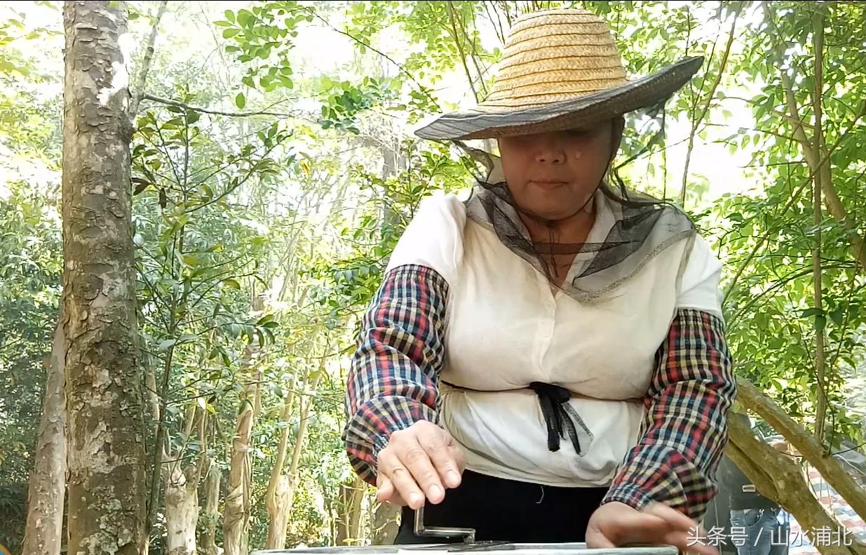 养蜂蜂蜜多少钱一斤,横县蜜蜂出售