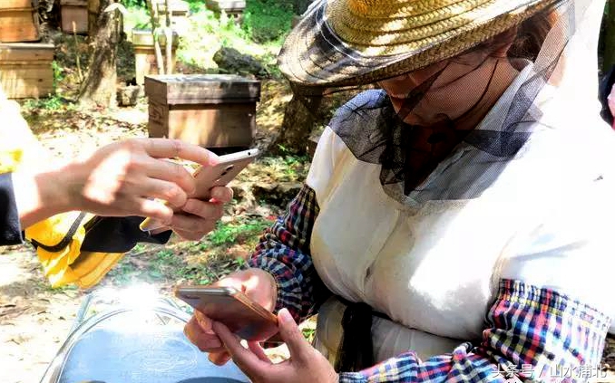 养蜂蜂蜜多少钱一斤,横县蜜蜂出售