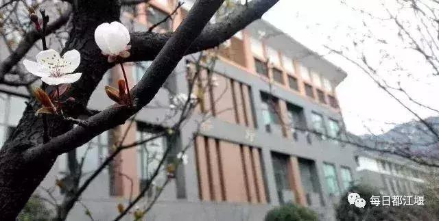 都江堰原北街小学照片,都江堰滨江小学效果图