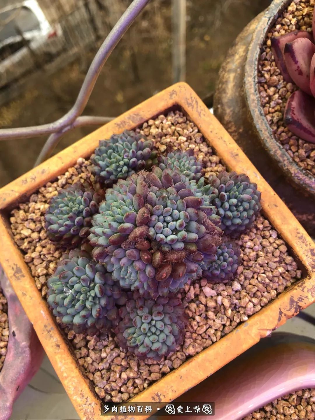 没阳光的多肉也如此迷人,不需要很多阳光的多肉