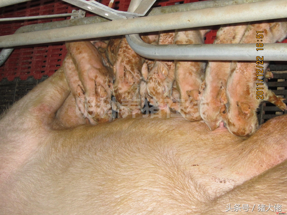 母猪导致小猪拉稀,母猪吃了发霉的玉米有什么后果