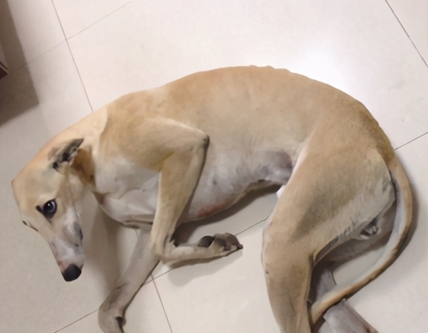 那些年我曾经养过的小狗,那些年我曾经养过的狗