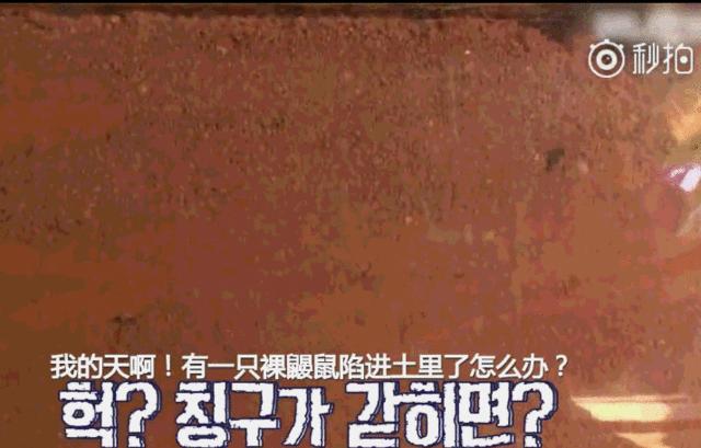 世界四大最丑动物,世界上最丑的鼹鼠