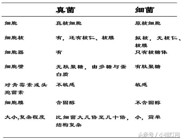 ivd基础知识大全,真菌检测要点