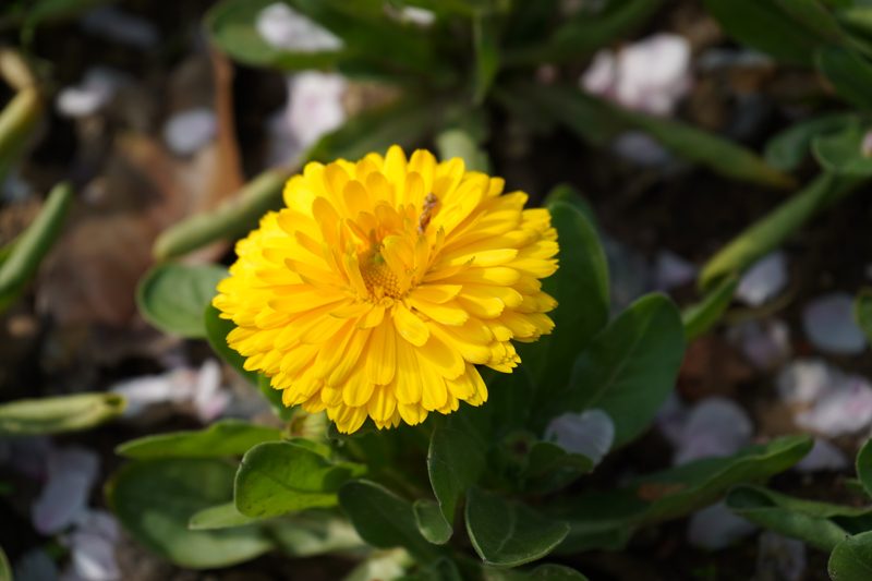 一个佳能*党**眼中的索尼A7M3,ILCE-7M3，索尼新款相机入手小评