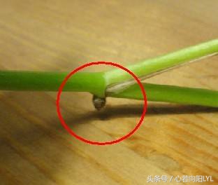 让绿萝起死回生的正确方法,绿萝怎么养才不会死掉