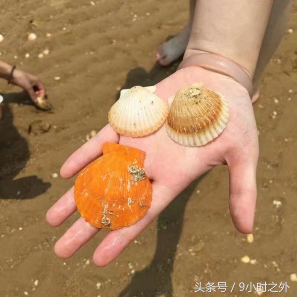 雷州乌石镇天成台度假黄金海岸,雷州乌石港景区