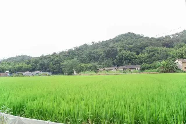 广东适合去的草原,广东附近大草原旅游攻略