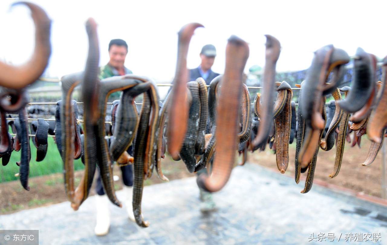 小伙创业养水蛭年入百万,水蛭养殖致富案例视频