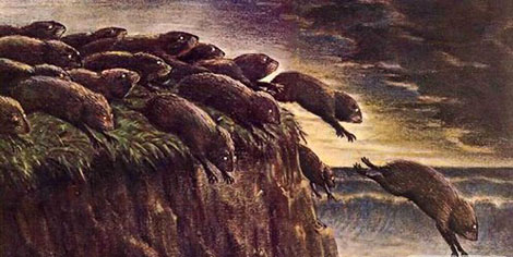 旅鼠自杀的真相是这样的，我们都被语文课本骗了