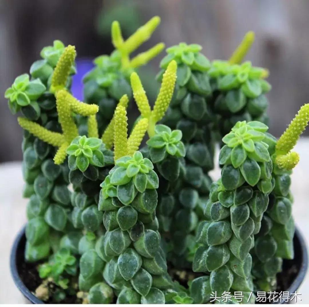 多肉植物养殖土壤配方,不花钱多肉植物养殖方法