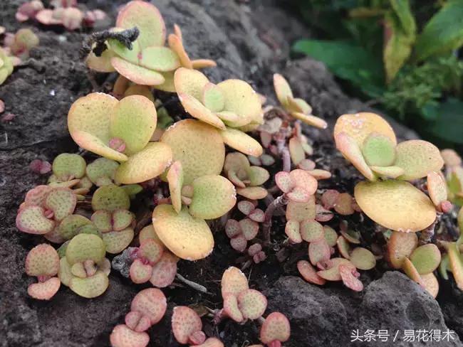 多肉植物养殖土壤配方,不花钱多肉植物养殖方法