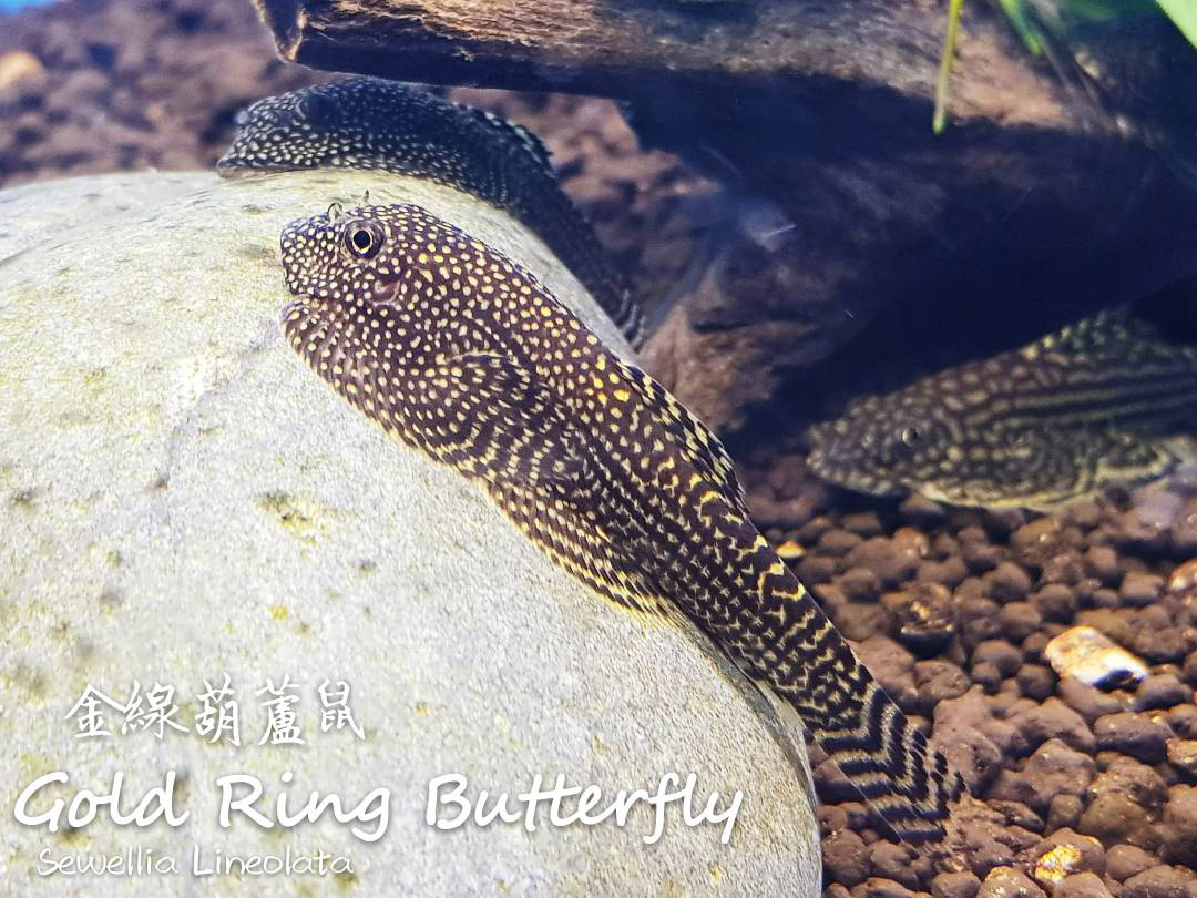 各种小型热带鱼图片大全及名字,41种热带鱼