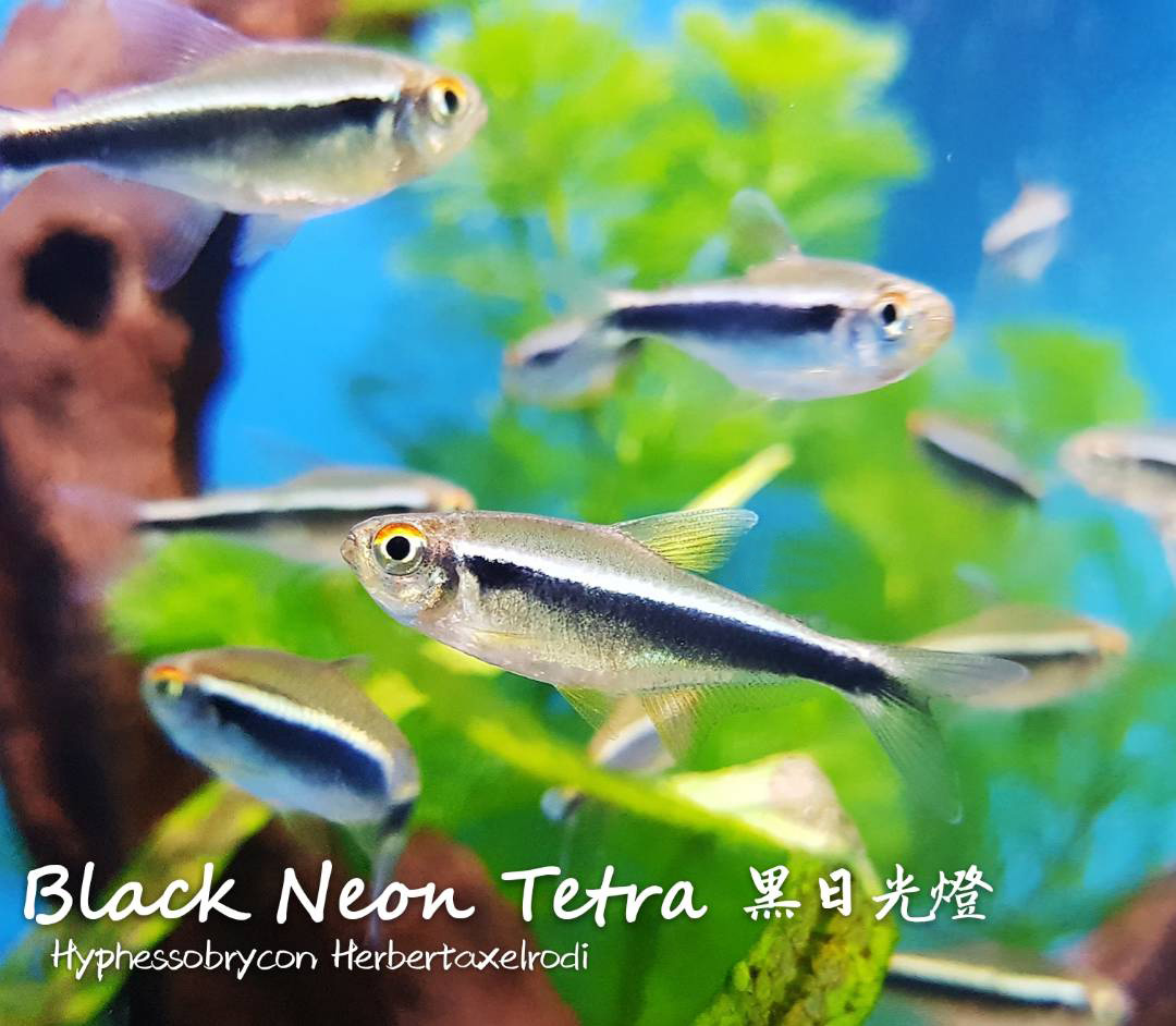 观赏鱼热带鱼品种,热带鱼品种太多认不清