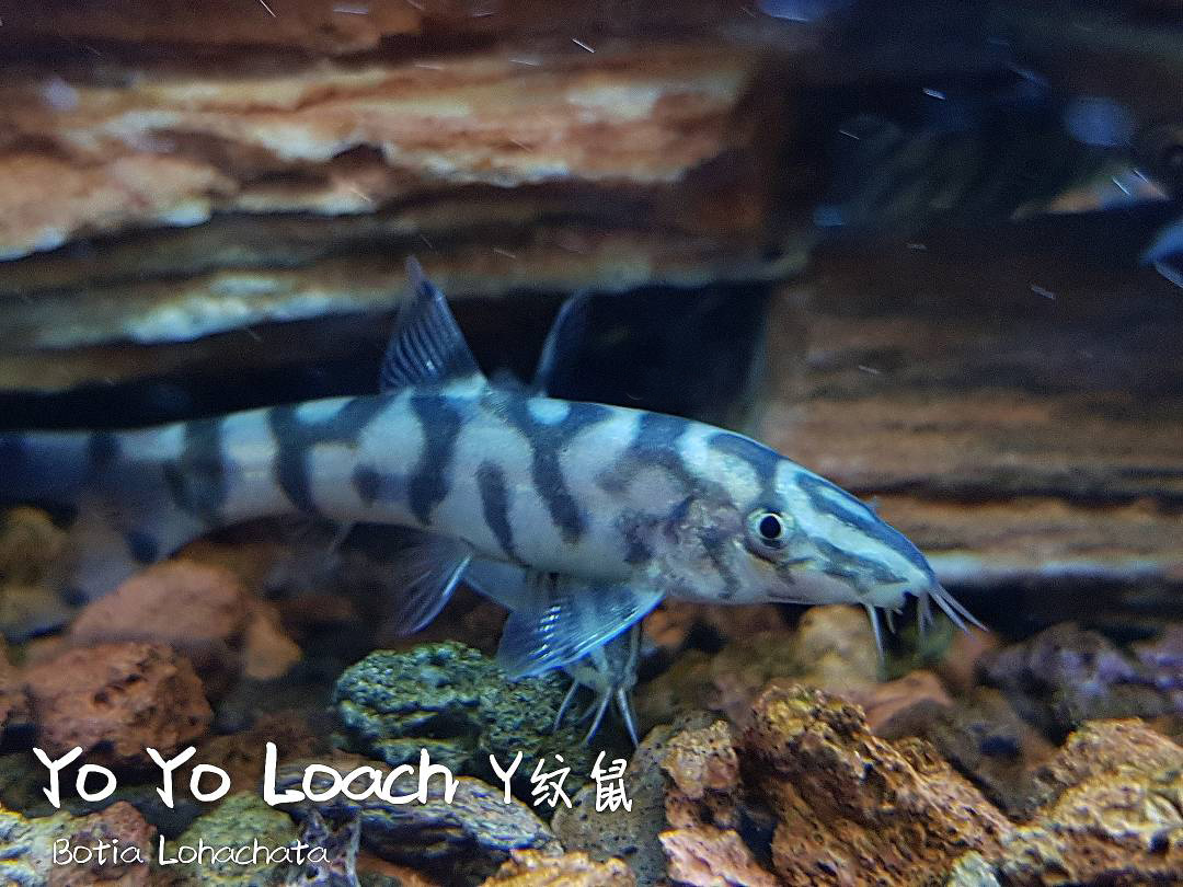 观赏鱼热带鱼品种,热带鱼品种太多认不清