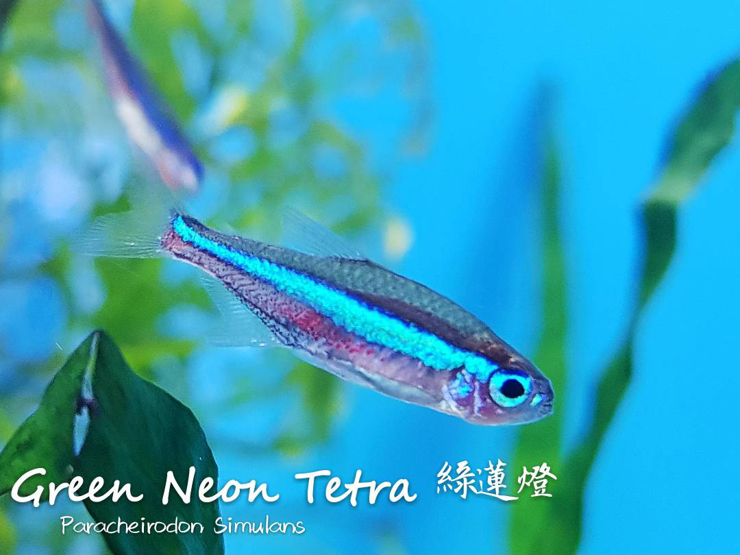 各种小型热带鱼图片大全及名字,41种热带鱼