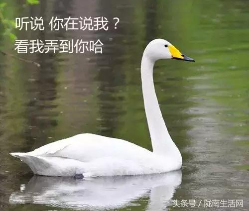 四川成县陈氏香鹅掌,四川成县香鹅掌