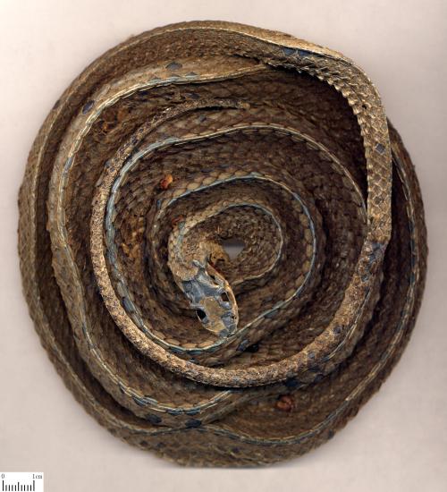 蕲蛇的独特治疗功效,每一味中药背后都有一个美丽传说