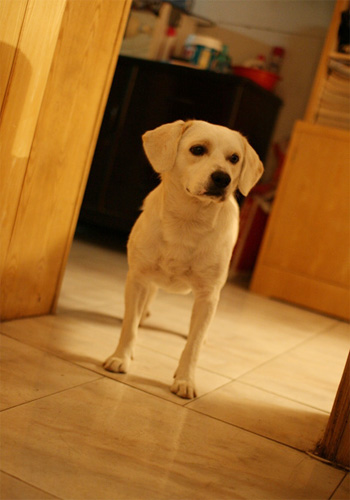 狗瘟神经症状及治疗方法,狗瘟症状多久小狗会死