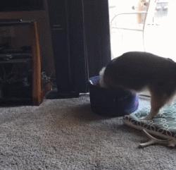 柯基最好笑的4个行为,柯基小短腿的烦恼