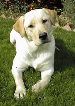 狗接触了有狗瘟的狗怎么办,狗瘟治愈的最佳方法