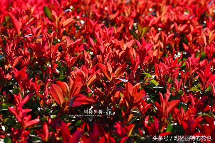 石楠花的气味是怎样的,石楠花的味道和什么植物差不多