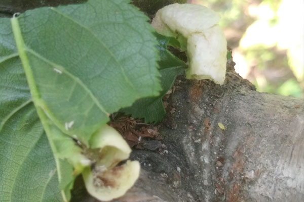 樱桃树上有会拉丝的虫是什么虫,樱桃叶子上那个虫子叫什么虫