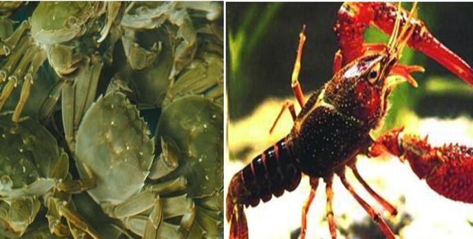 江苏高策农牧猪场母猪舍,寻找最美猪场